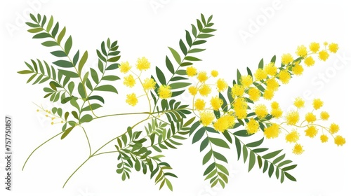 Floral plant blossoming with tiny flowers on a mimosa branch. Wildflower sprig, delicate delicate twig with blossomed buds, leaves, stem. Field blooms. Flat modern illustration isolated on white. © Mark