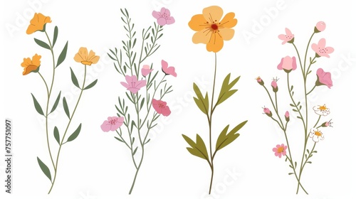 Field flower plant. Summer wildflower. Gentle delicate meadow herb. Delicate natural simple flora. Botanical flat modern illustration isolated on white. © Mark