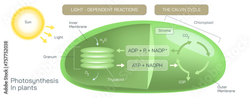 Photosynthesis is a plant vector. Botany and its branches students study material. Anatomy and cross section image. realistic Illustrated guide to Photosynthesis in a plant. Light dependent reactions.