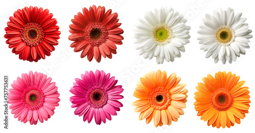 Collection set of hot pink red maroon orange white stalk of Gerber Gerbera Daisy daisies flower floral top view on transparent background cutout, PNG file. Mockup template artwork graphic design 