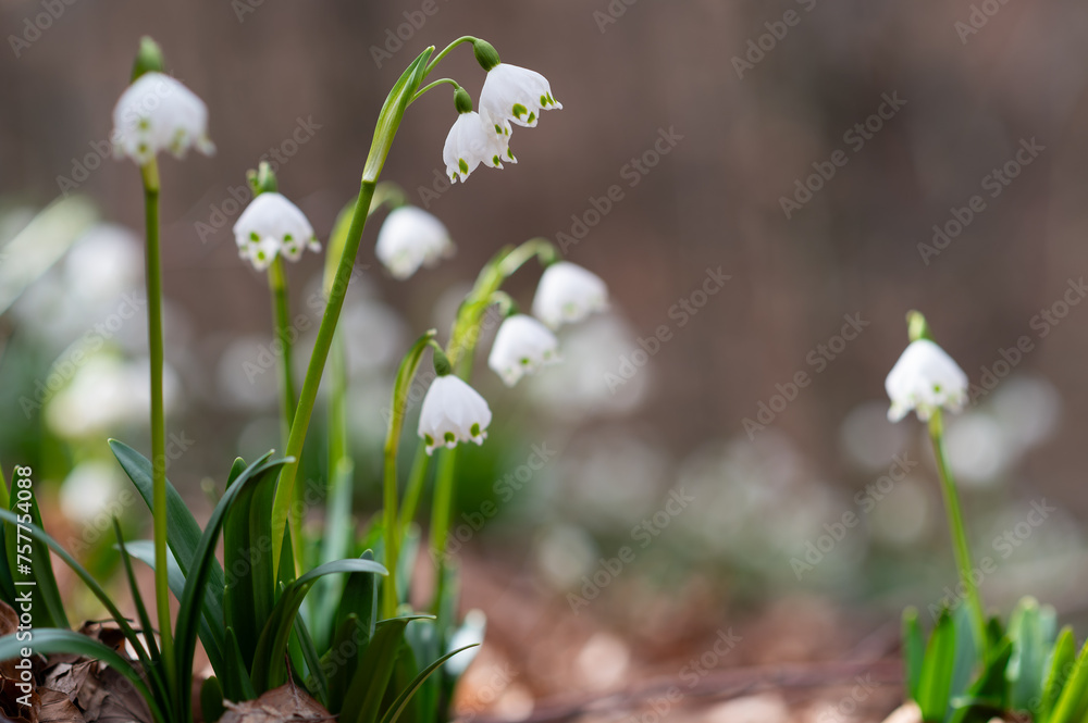 Beautiful Leucojum flower blooming in the spring Beautiful Leucojum flower blooming in the spring