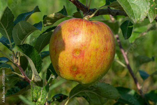 apple on tree in vegetable fruit garden