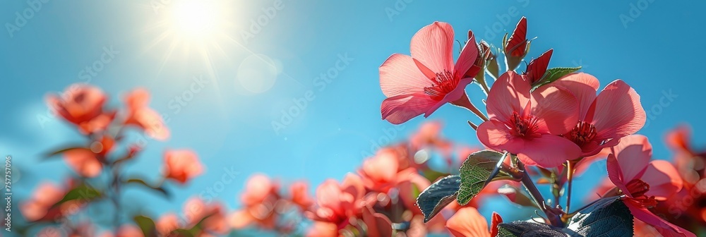 Shining Sun Clear Blue Sky, Background Banner HD Shining Sun Clear Blue Sky, Background Banner HD