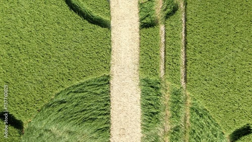 Looking down at Winterbourne Bassett barley field crop circle rising aerial view destroyed by Wilshire farmer photo