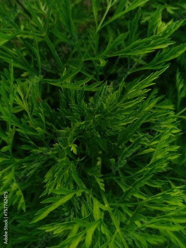 Carrot Leaves, Close-up Leaves