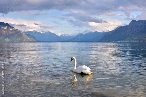 Graceful Swan in Tranquil Lake: Majestic Mountains Bathe in Golden Light