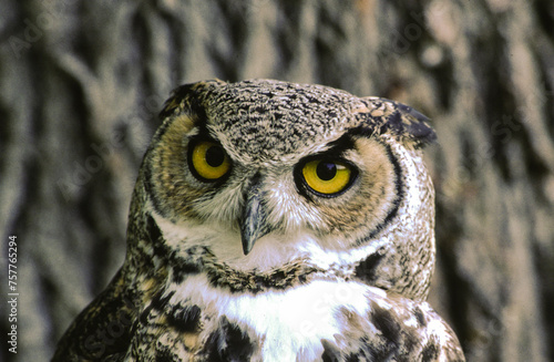 Great horned owls are large and thick bodied with two prominent feathered tufts on their head. They are mottled gray-brown with a reddish brown facial disk and large yellow eyes. © William