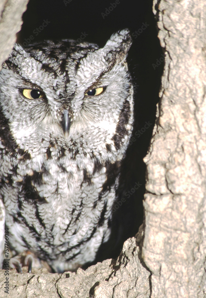 Great horned owls are large and thick bodied with two prominent feathered tufts on their head. They are mottled gray-brown with a reddish brown facial disk and large yellow eyes. Great horned owls are large and thick bodied with two prominent feathered tufts on their head. They are mottled gray-brown with a reddish brown facial disk and large yellow eyes.