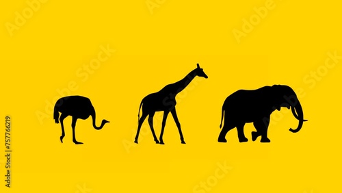 Walking elephant, giraffe and ostrich: animation on the yellow background (seamless loop)