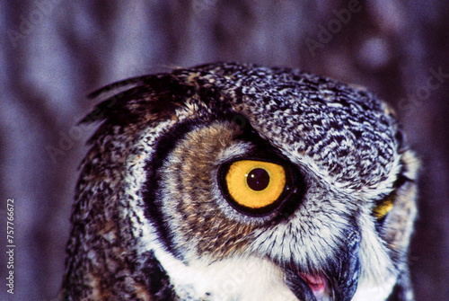 Great horned owls are large and thick bodied with two prominent feathered tufts on their head. They are mottled gray-brown with a reddish brown facial disk and large yellow eyes.