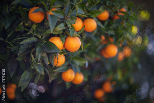 Ripe oranges growing on tree. Shallow DOF.