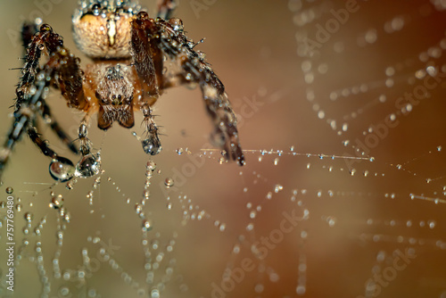 Crusader spider stands on a web with water drops