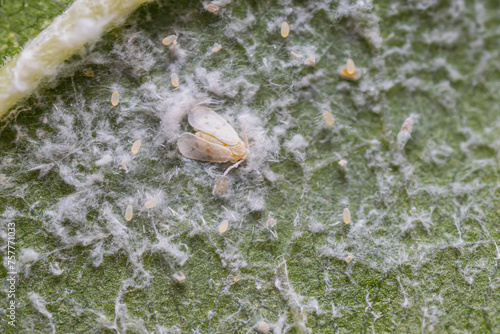 Whitefly (plant pest) with eggs on underside of mulberry leaves