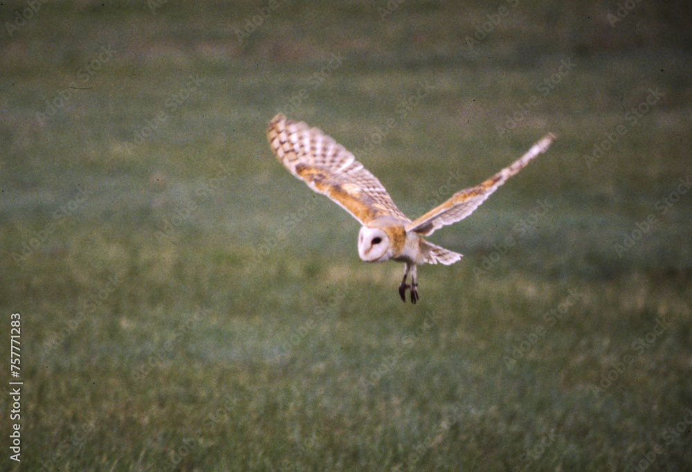 Barn Owls are pale overall with dark eyes. They have a mix of buff and gray on the head, back, and upperwings, and are white on the face, body, and underwings. Barn Owls are pale overall with dark eyes. They have a mix of buff and gray on the head, back, and upperwings, and are white on the face, body, and underwings.