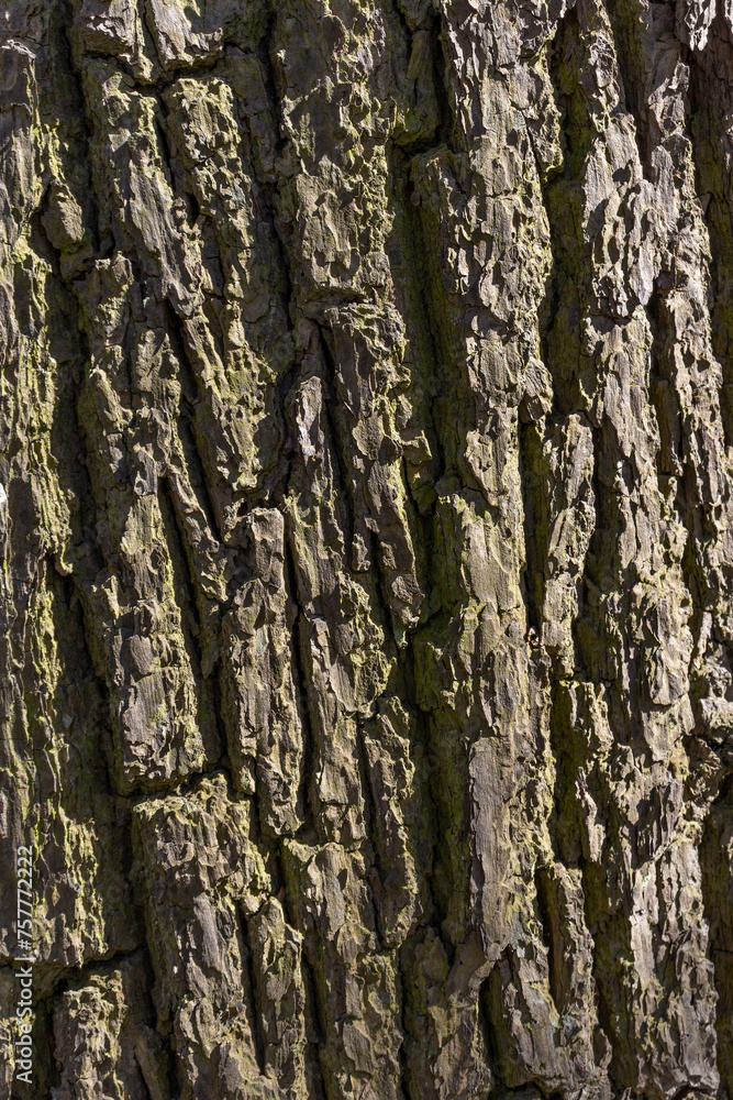 Tree bark texture. Nature background. Selective focus Tree bark texture. Nature background. Selective focus