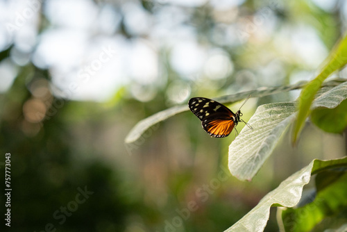 butterfly on a green leaf