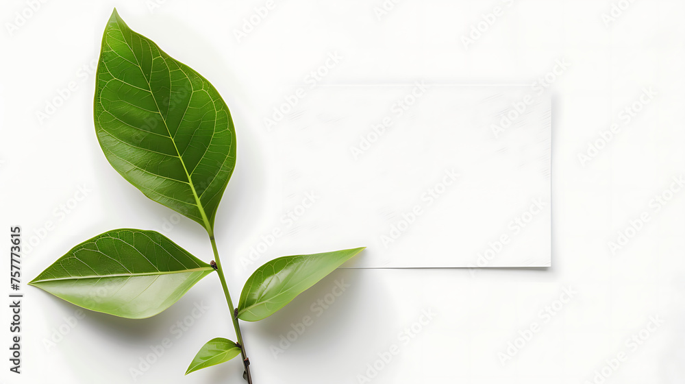 mockup of a sheet of paper with fresh green leaves isolated on white background mockup of a sheet of paper with fresh green leaves isolated on white background