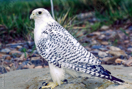 Φωτογραφία The Gyrfalcon is a regal white bird with black spotting, the birds occur in shades of white, gray, and dark brown