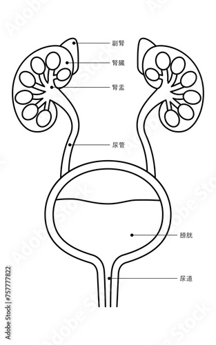 泌尿器（腎臓・副腎・腎盂・尿管・膀胱・尿道）の図解医療イラスト