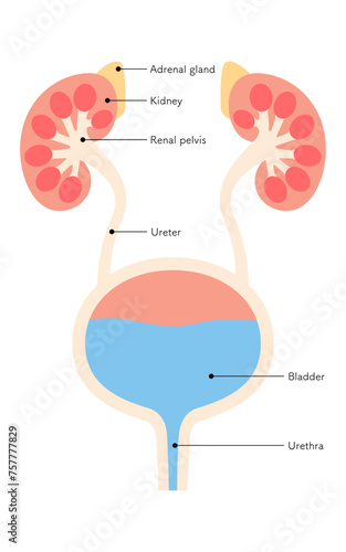 Diagrammatic medical illustration of the urinary organs (kidneys, adrenal glands, renal pelvis, ureters, bladder, urethra)