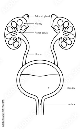 Diagrammatic medical illustration of the urinary organs (kidneys, adrenal glands, renal pelvis, ureters, bladder, urethra)