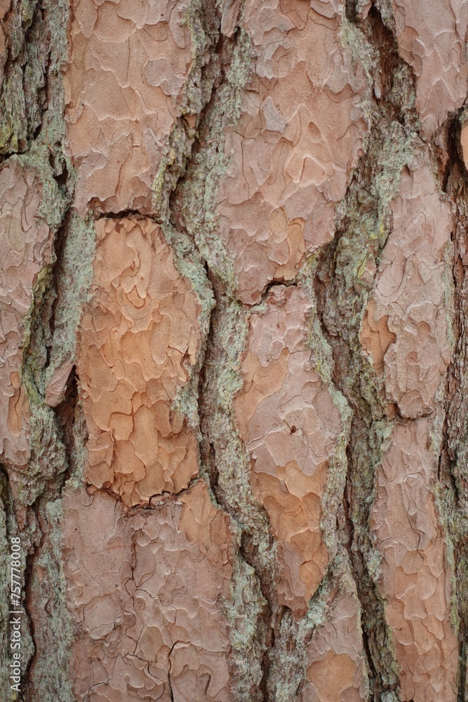 close-up of pine tree bark, macro photo close-up of pine tree bark, macro photo