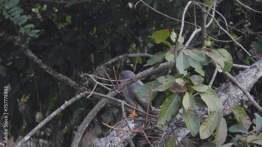 Yucatan parrot perched in a dense green forest, vibrant wildlife scene