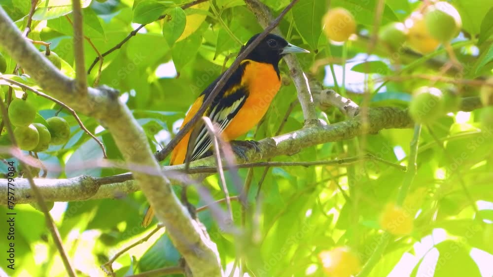 Small Baltimore Oriole bird, perched on branches of fruit tree in Minca, Colombia Small Baltimore Oriole bird, perched on branches of fruit tree in Minca, Colombia