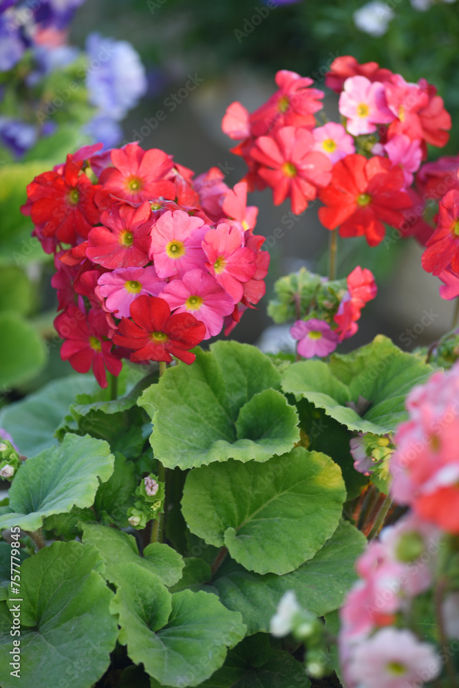 red Geranium flowers. Sunlight. Beautiful little flower of Geranium, Beautiful geranium in the exhibition of geraniums in Chakwal, Panjab, Pakistan red Geranium flowers. Sunlight. Beautiful little flower of Geranium, Beautiful geranium in the exhibition of geraniums in Chakwal, Panjab, Pakistan