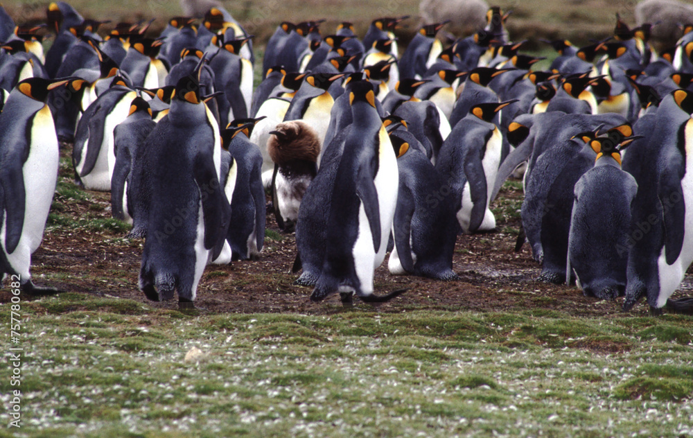 Penguins have short necks elongated body. Their tails are short, stiff ...