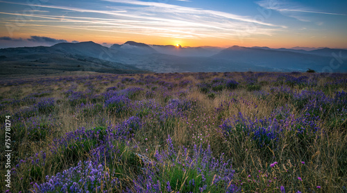 Sunset in provence hills and wild lavender.