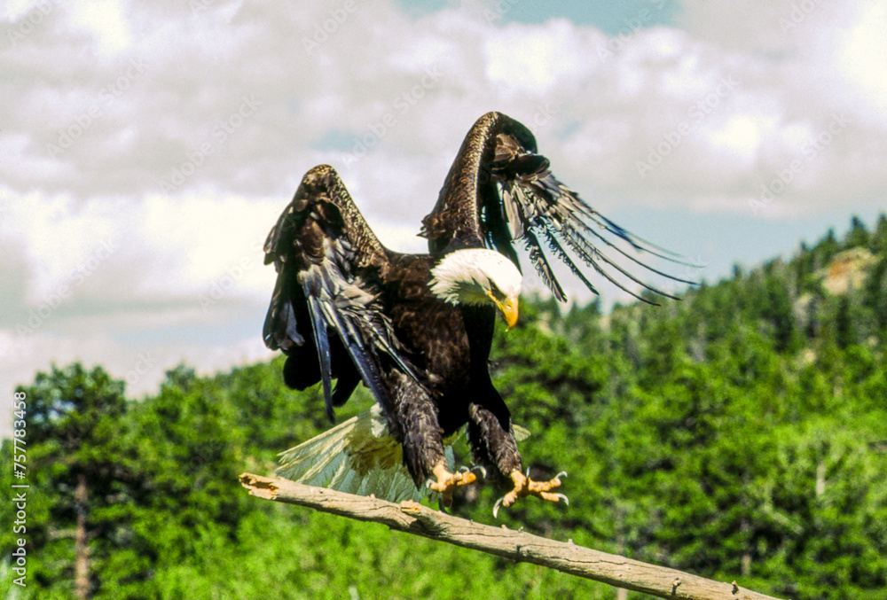 Bald Eagles have white heads and tails with dark brown bodies and wings