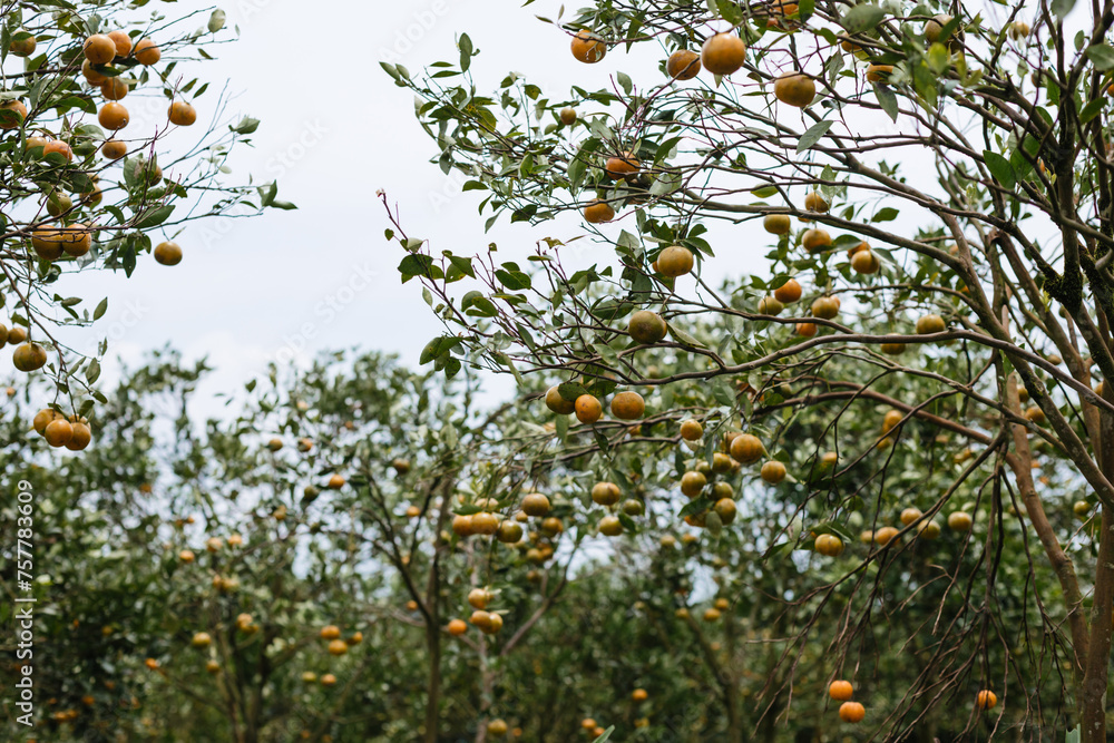 Harvest of delicious tangerines on the trees Harvest of delicious tangerines on the trees