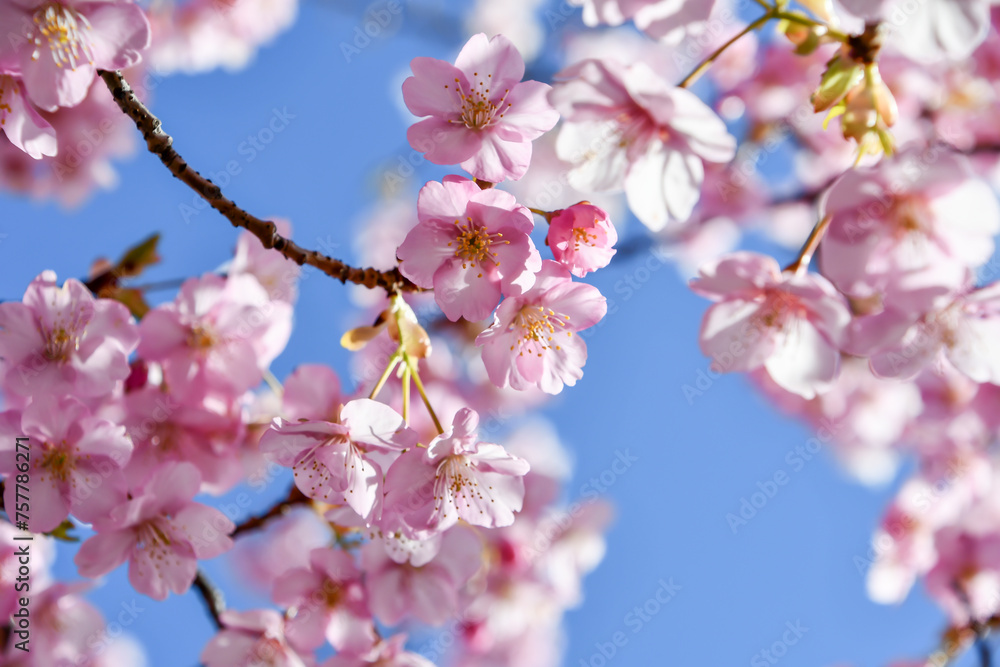 京都 淀水路の河津桜 京都 淀水路の河津桜
