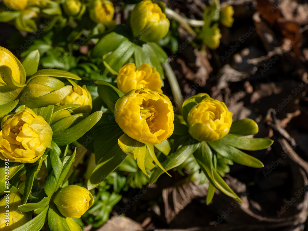 Macro shot of yellow winter aconite (Eranthis hyemalis) 'Flore Pleno', a variation with fully double yellow flowers, emerging from the ground in early spring in sunlight Macro shot of yellow winter aconite (Eranthis hyemalis) 'Flore Pleno', a variation with fully double yellow flowers, emerging from the ground in early spring in sunlight