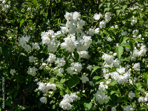 Close-up shot of the virginal mock-orange (philadelphus x virginalis) 'Girandole' - double-flowered deciduous hybrid shrub flowering with showy, white flowers in park