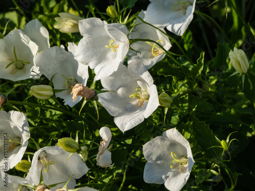 Quadro su tela The tussock bellflower or Carpathian harebell (Campanula carpatica)Alba flowerin