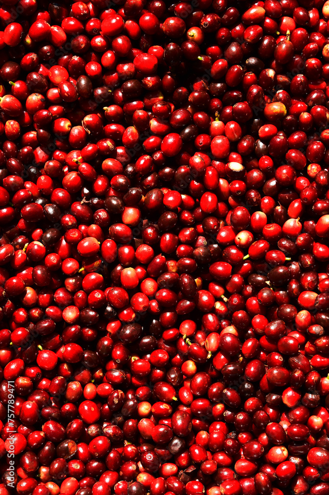 close up of fresh coffee beans for background close up of fresh coffee beans for background
