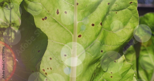 Composite image of spots of light against close up of a green leaf