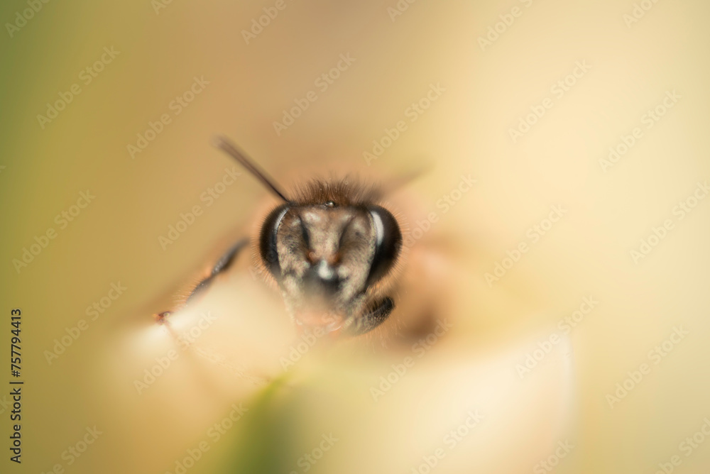 Macro photograph of Honey Bee Macro photograph of Honey Bee