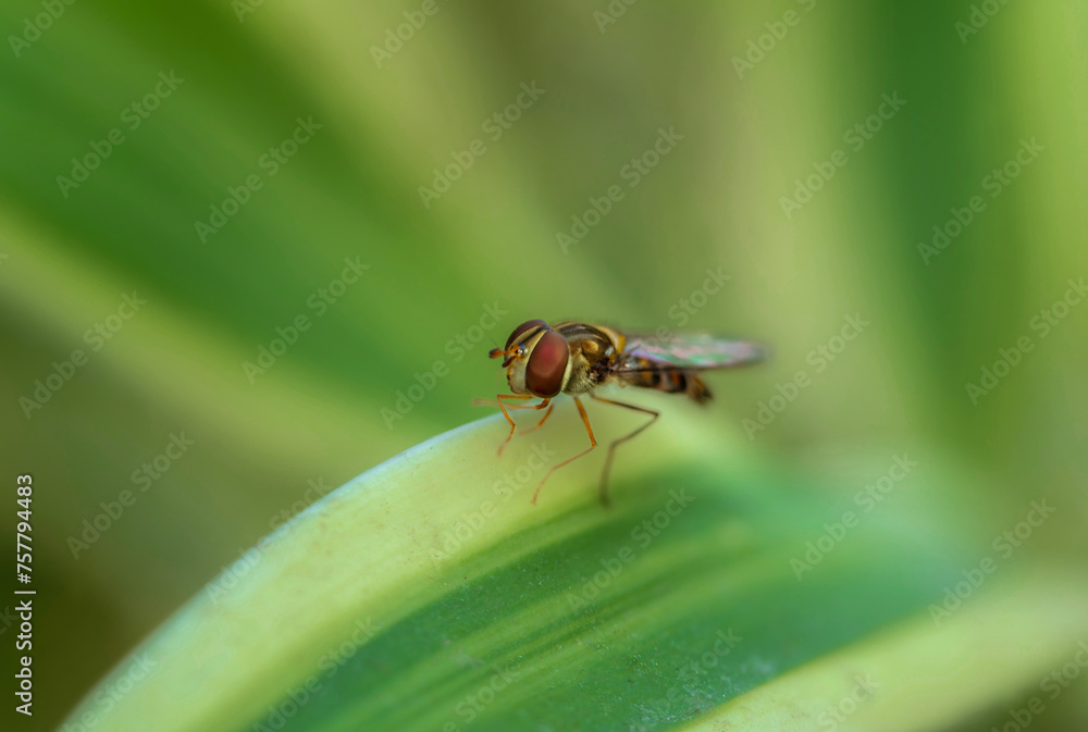 Macro photograph of a Hover Fly sitting on a leaf Macro photograph of a Hover Fly sitting on a leaf
