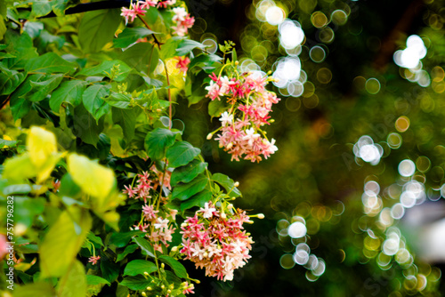 Combretum indicum flower are blooming and green leaf at summer,rangoon creeper, and combretum indicum is a vine with red flower clusters and is found in asia, photo