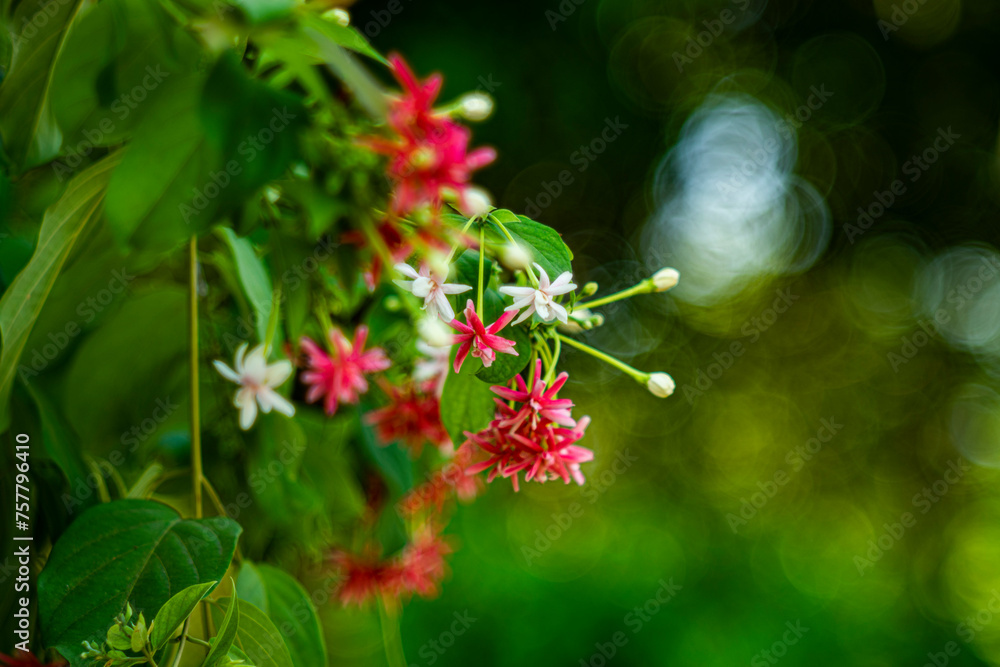 Combretum indicum flower are blooming and green leaf at summer,rangoon creeper, and combretum indicum is a vine with red flower clusters and is found in asia, Combretum indicum flower are blooming and green leaf at summer,rangoon creeper, and combretum indicum is a vine with red flower clusters and is found in asia,