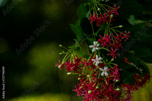 Combretum indicum flower are blooming and green leaf at summer rangoon creeper  and combretum indicum is a vine with red flower clusters and is found in asia 