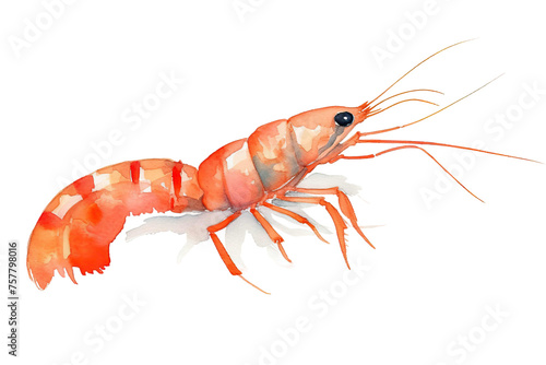 shrimp painted background orange white clean watercolor Single