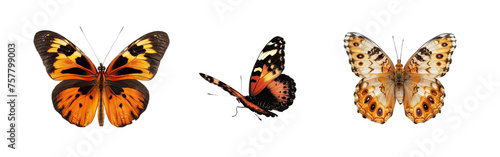 Collection of PNG. Butterfly isolated on a transparent background.