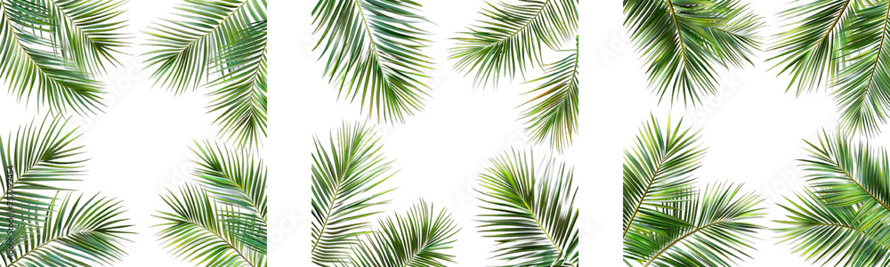 Fototapeta premium Collection of PNG. Palm leaves frame evergreen summer isolated on a transparent background.