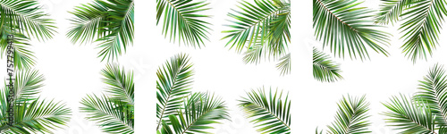 Collection of PNG. Palm leaves frame evergreen summer isolated on a transparent background. © morepiixel