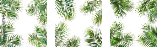 Collection of PNG. Palm leaves frame evergreen summer isolated on a transparent background.