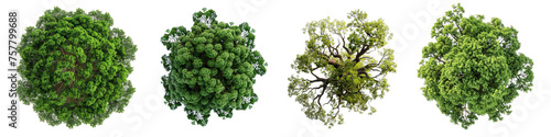 Collection of PNG. Tree top view isolated on a transparent background.